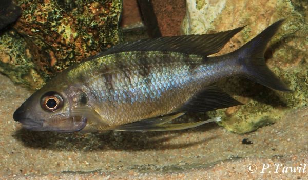 Ophthalmotilapia nasuta 'Mboko Island'